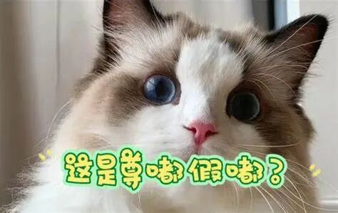 尊嘟假嘟啥意思是什么梗，真的假的(谐音梗用来表可爱) &mdash; 久久经验网